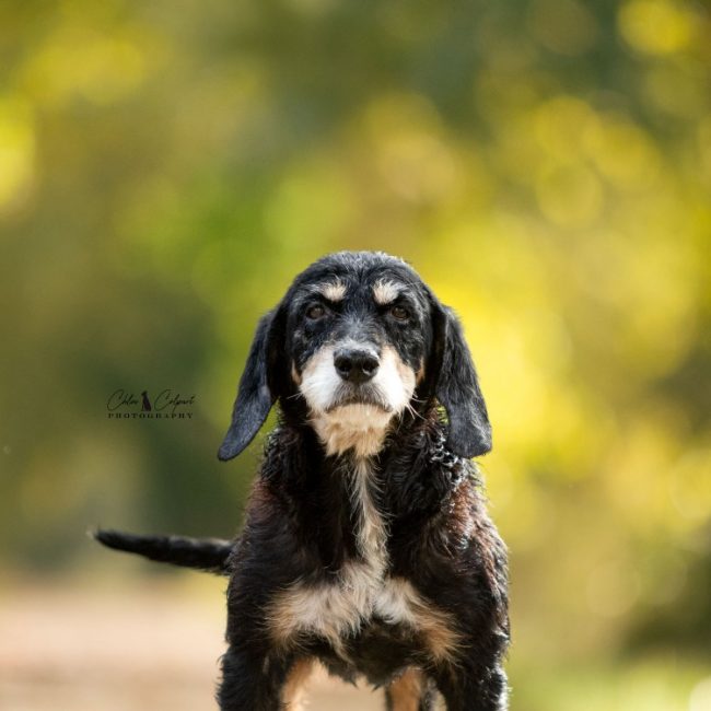 Bernard - Chien Briquet Griffon Vendéen à adopter