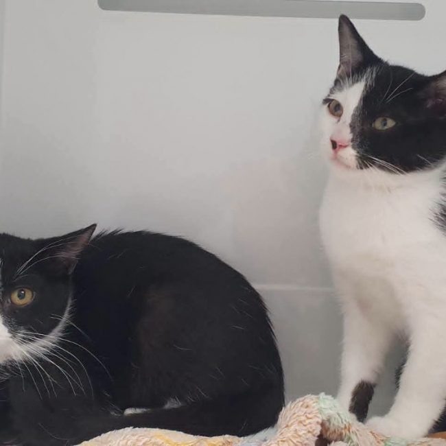 Kohkood - Chat Européen à adopter