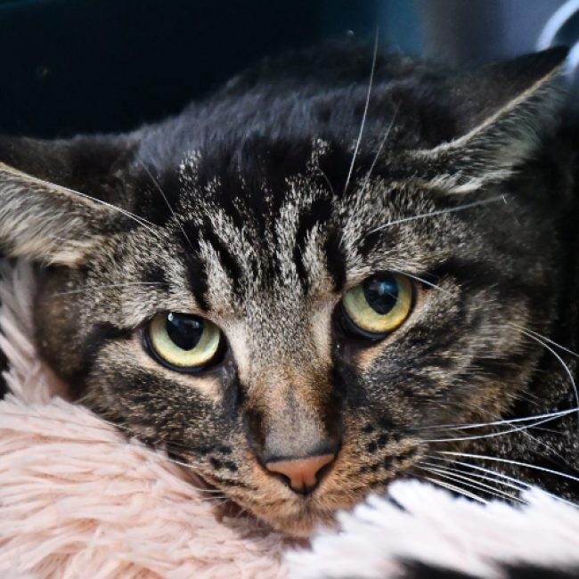 Tedd - Chat Européen à adopter
