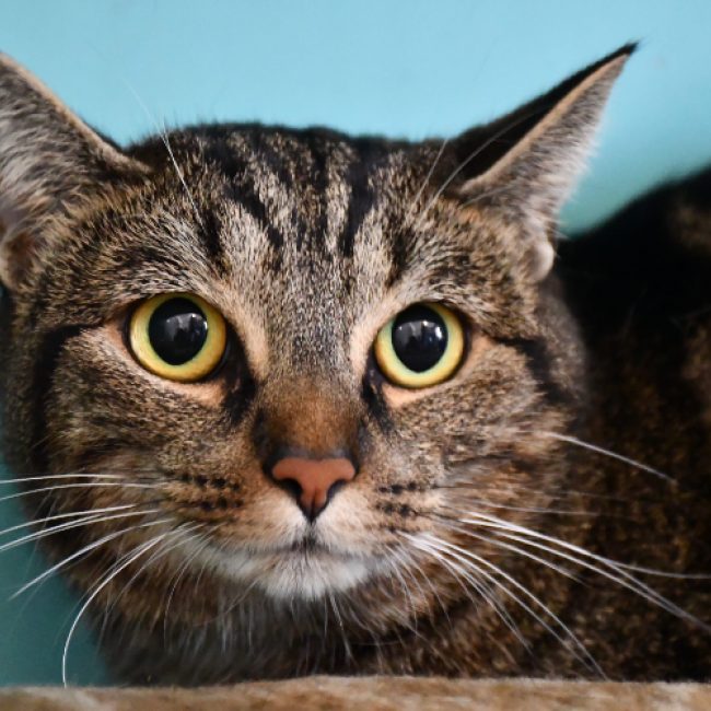 Tigresse - Chat Européen à adopter