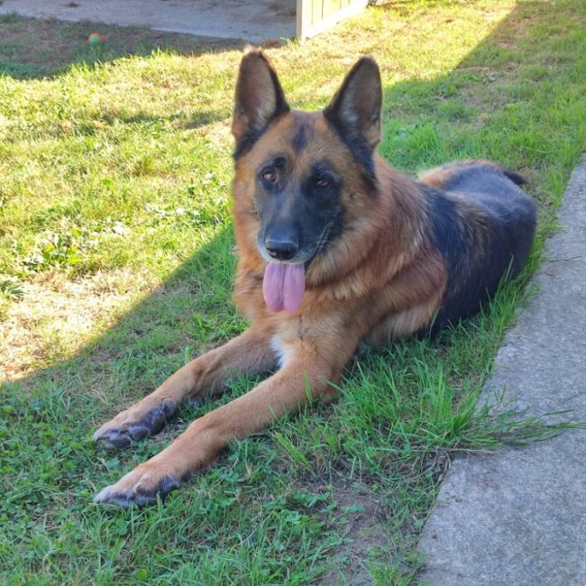 Sirius - Chien Berger Allemand à adopter