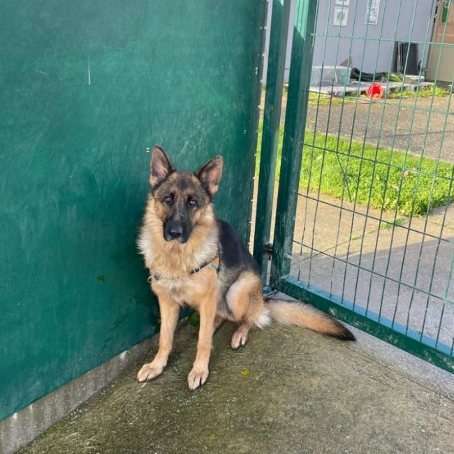 Virgule - Chien Berger Allemand à adopter