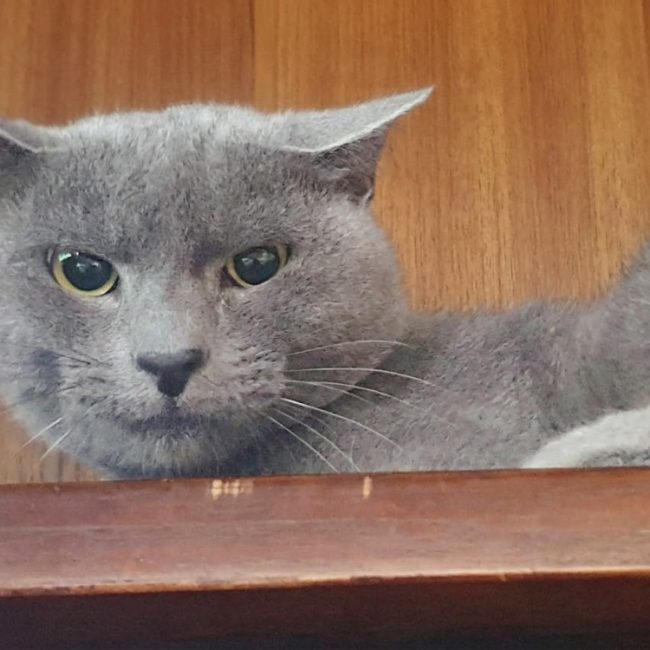 Oz