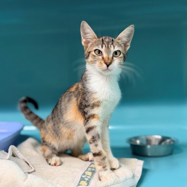Fifi - Chat Européen à adopter
