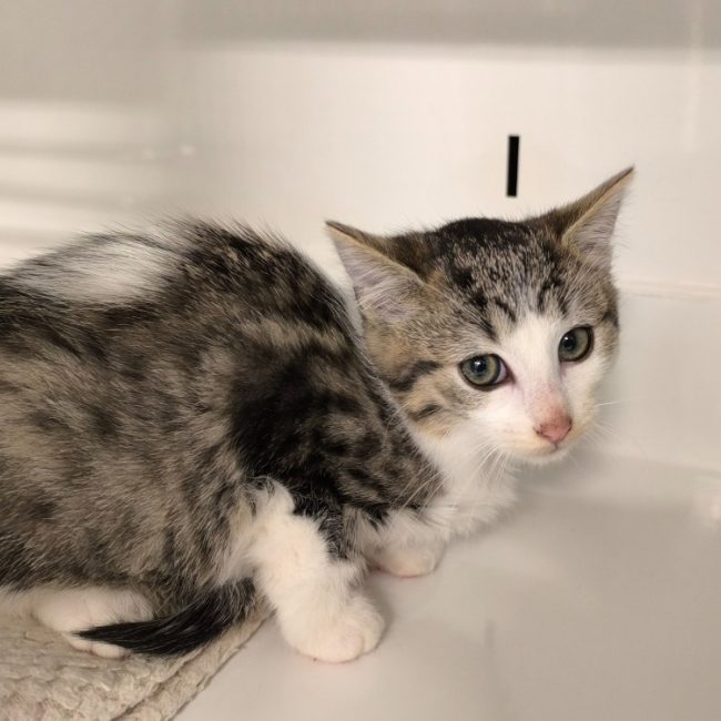 Lilo - Chat Européen à adopter