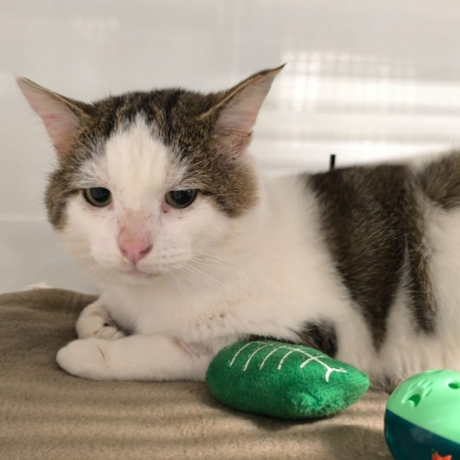 Shiro - Chat Européen à adopter