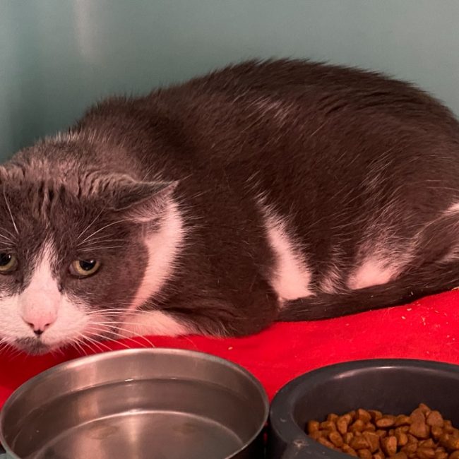 Coockie - Chat Européen à adopter