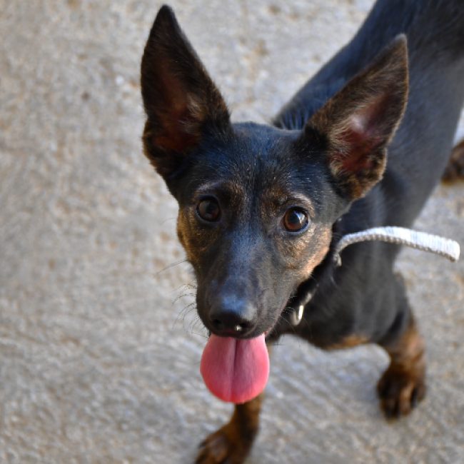 Tina "en cours d'adoption" - Chien à adopter