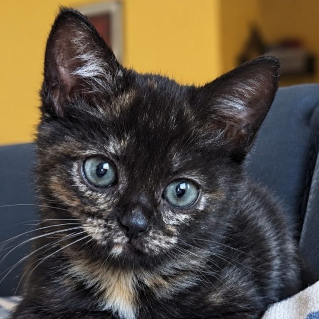 Mona - Chat Européen à adopter