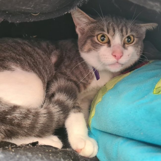 Una - Chat Européen à adopter