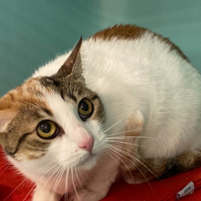 Kali - Chat Européen à adopter