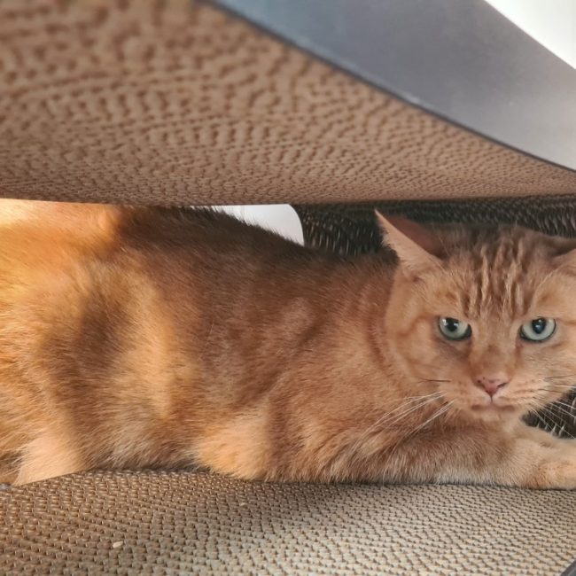 Marcello - Chat Européen à adopter
