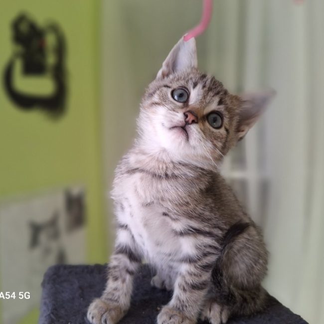 Bob - Chat Européen à adopter