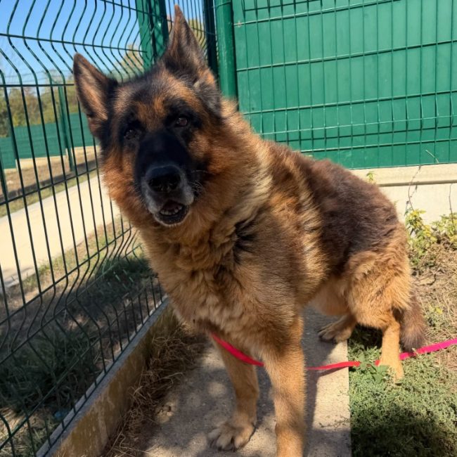Murphy - Chien Berger Allemand à adopter