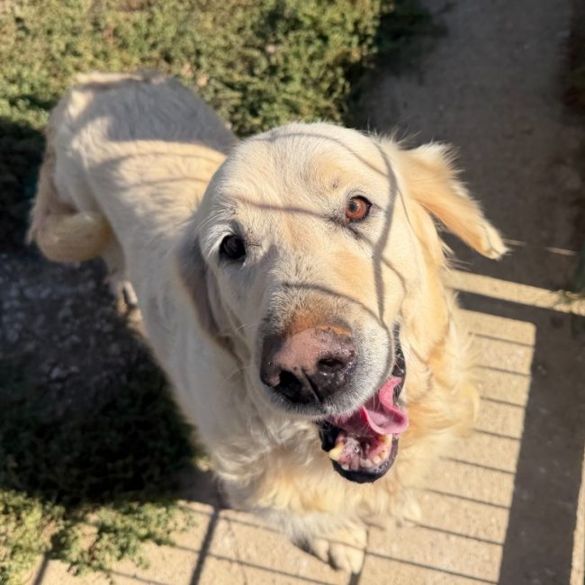Honey - Chien à adopter