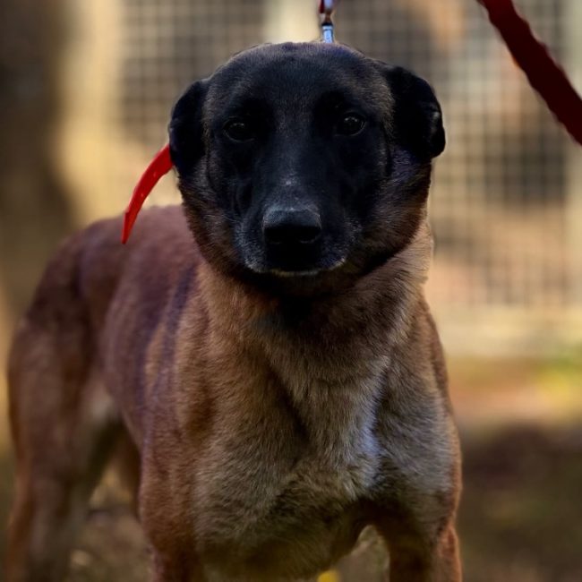 Simba - Chien Berger Belge Malinois à adopter