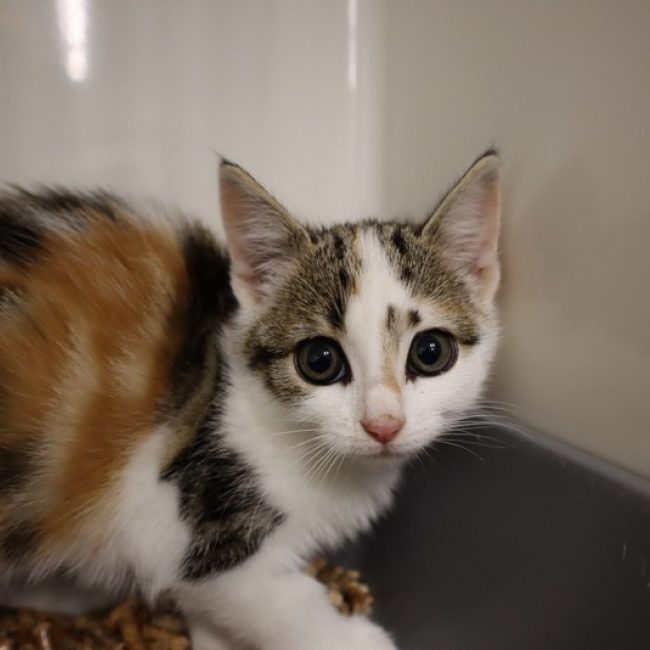 Dune - Chat Européen à adopter