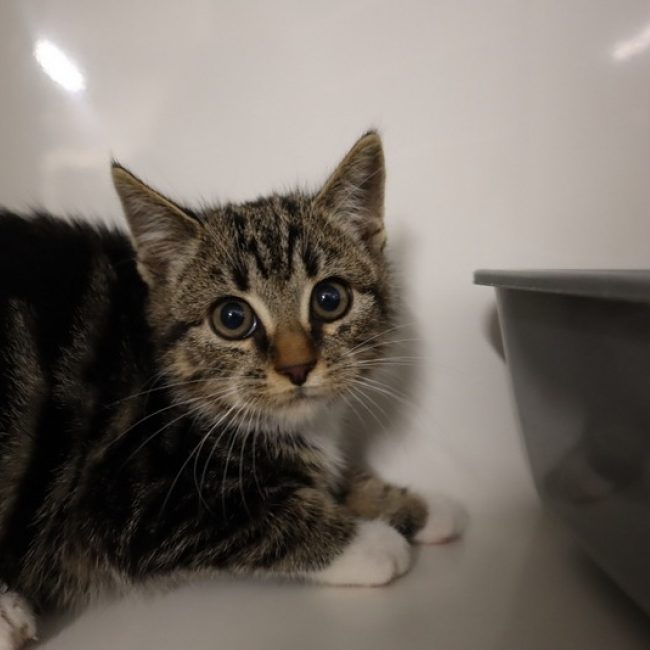 Usul - Chat Européen à adopter