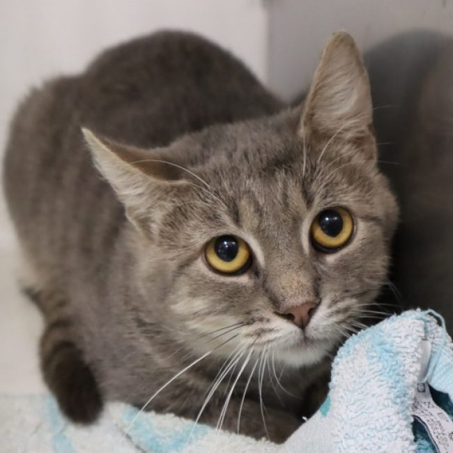 Cuzco - Chat Européen à adopter