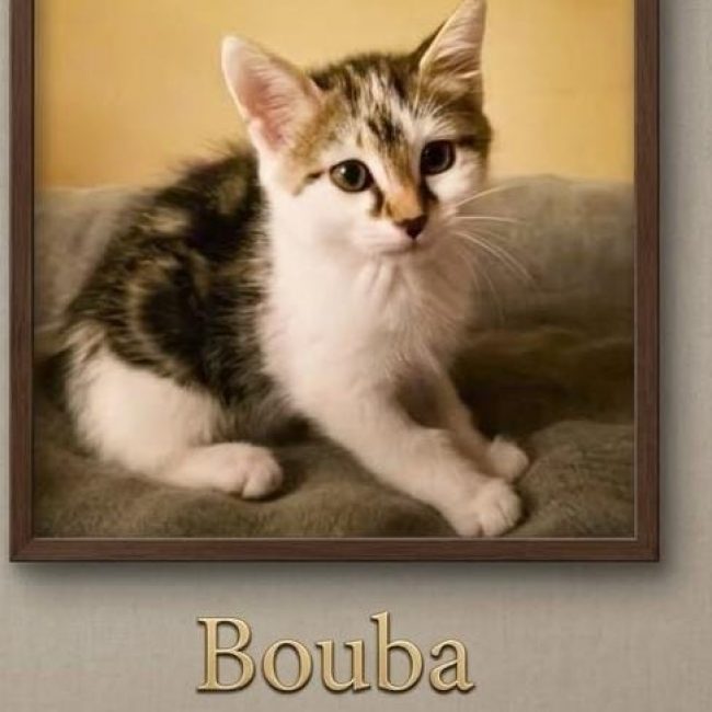 Bouba - Chat Européen à adopter