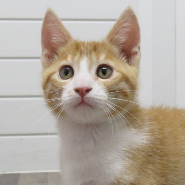 Dutton - Chat Européen à adopter