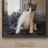Bandit
