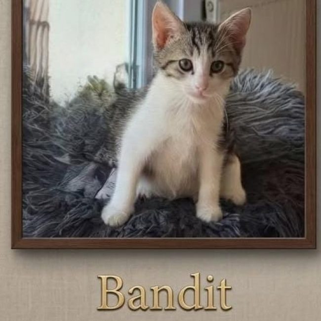 Bandit - Chat Européen à adopter