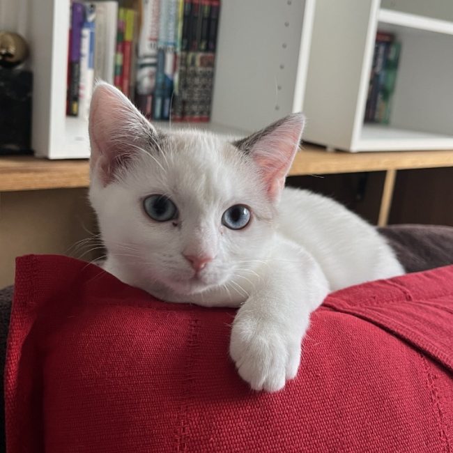 Gisele - Chat Européen à adopter