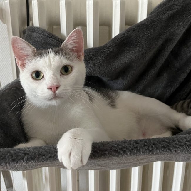 Odette - Chat Européen à adopter