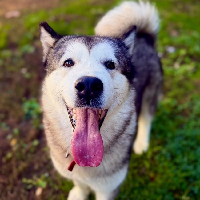 Manouka - Chien Malamute de l'Alaska à adopter