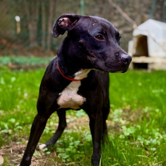 Inox - Chien à adopter