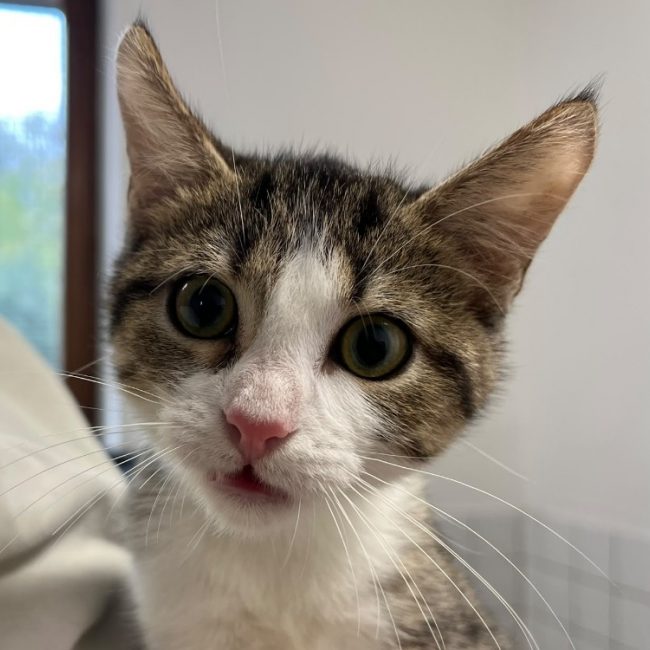 Bamy - Chat Européen à adopter