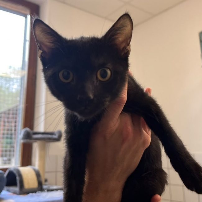 Ange - Chat Européen à adopter