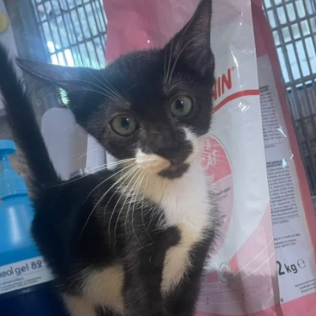 Amo - Chat Européen à adopter