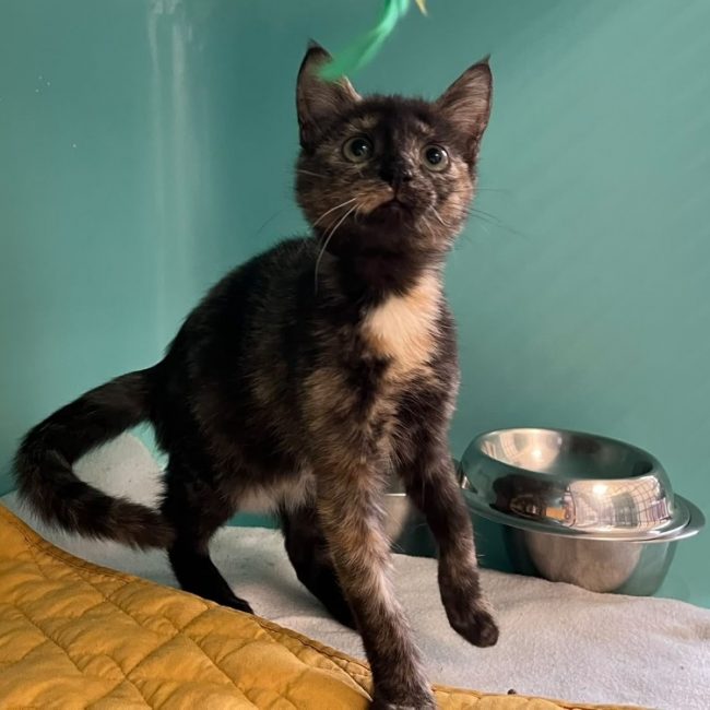 Nioky - Chat Européen à adopter