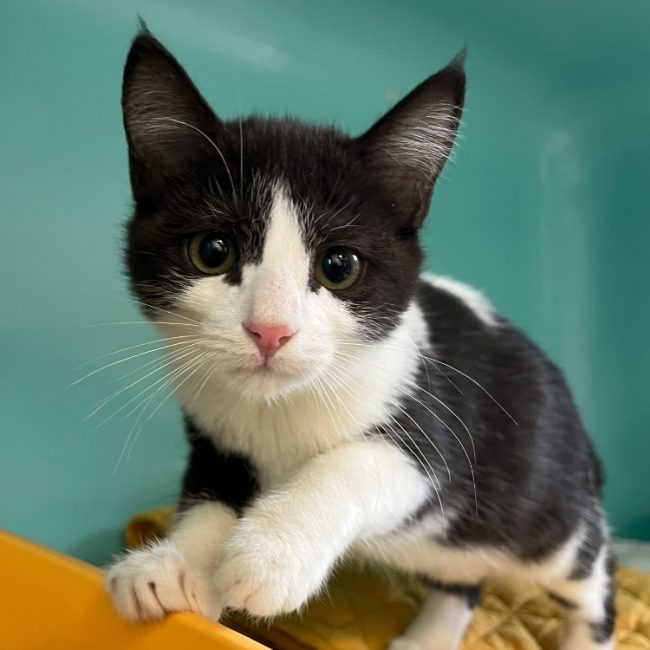 Nanouk - Chat Européen à adopter
