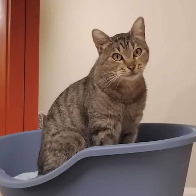 Caribou - Chat Européen à adopter