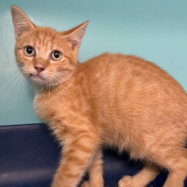 Quebec - Chat Européen à adopter