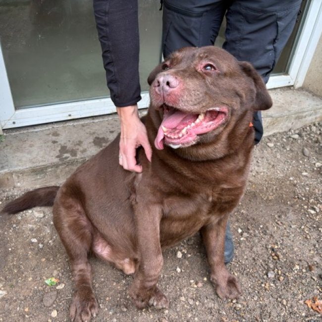 Kokou - Chien à adopter