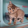 Filou