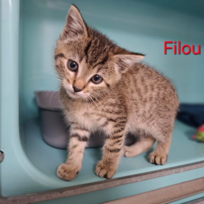 Filou - Chat Européen à adopter