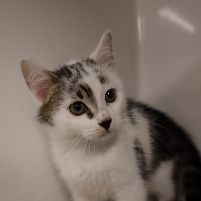 Harper - Chat Européen à adopter