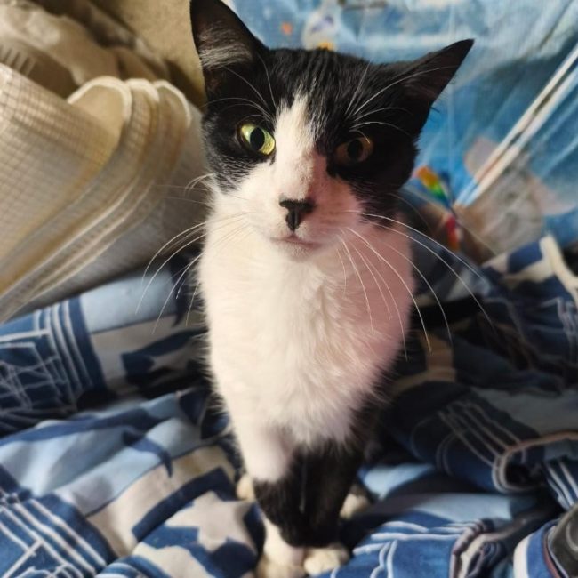 Kitty - Chat Européen à adopter