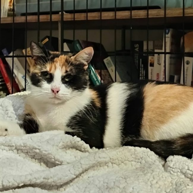 Calie - Chat Européen à adopter