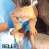 Belle