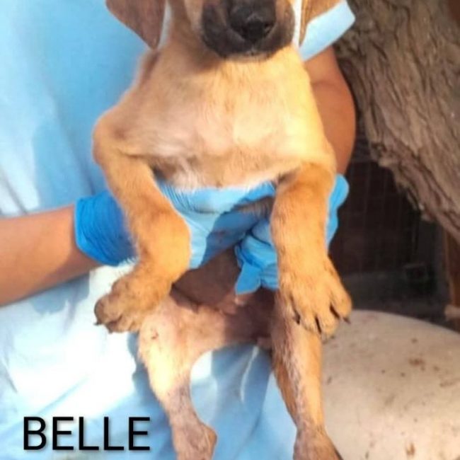 Belle