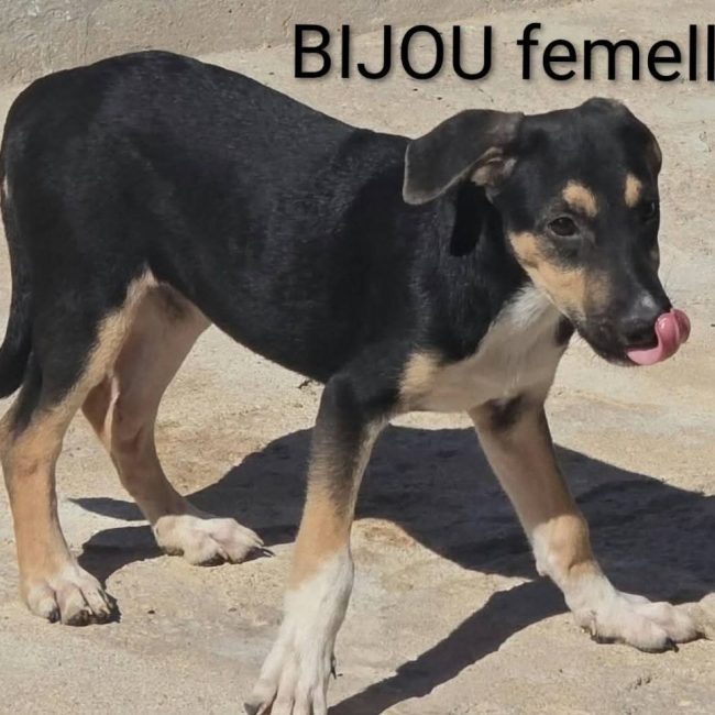 Bijou