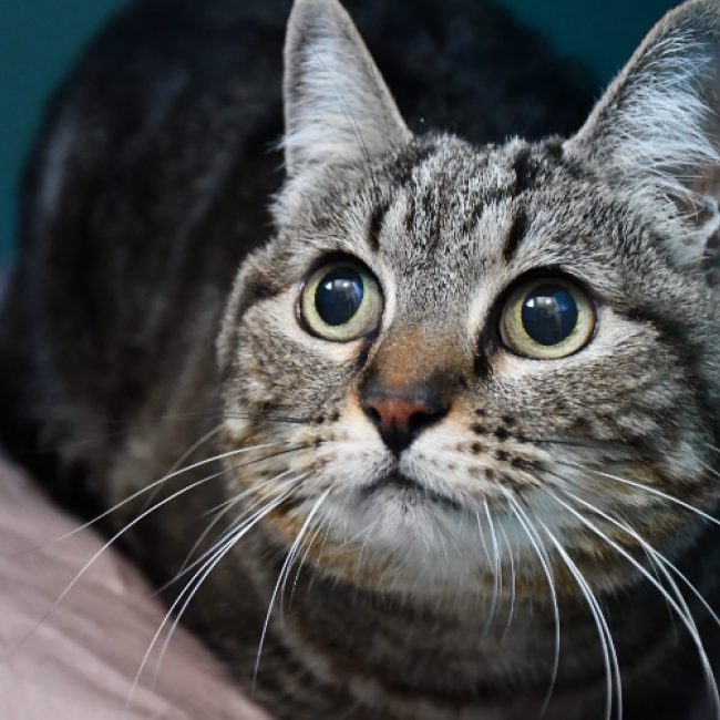 Mimie - Chat à adopter