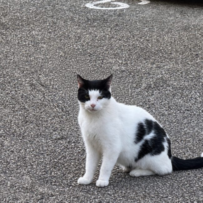Blanco - Chat Européen à adopter