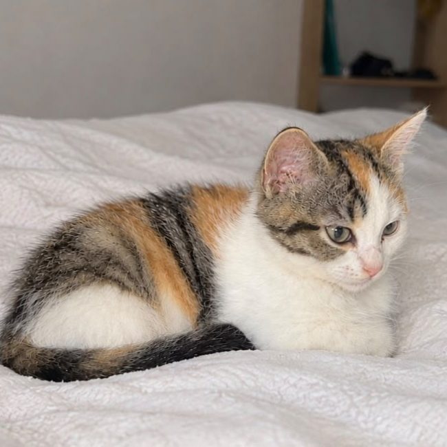 Boskinette - Chat Européen à adopter